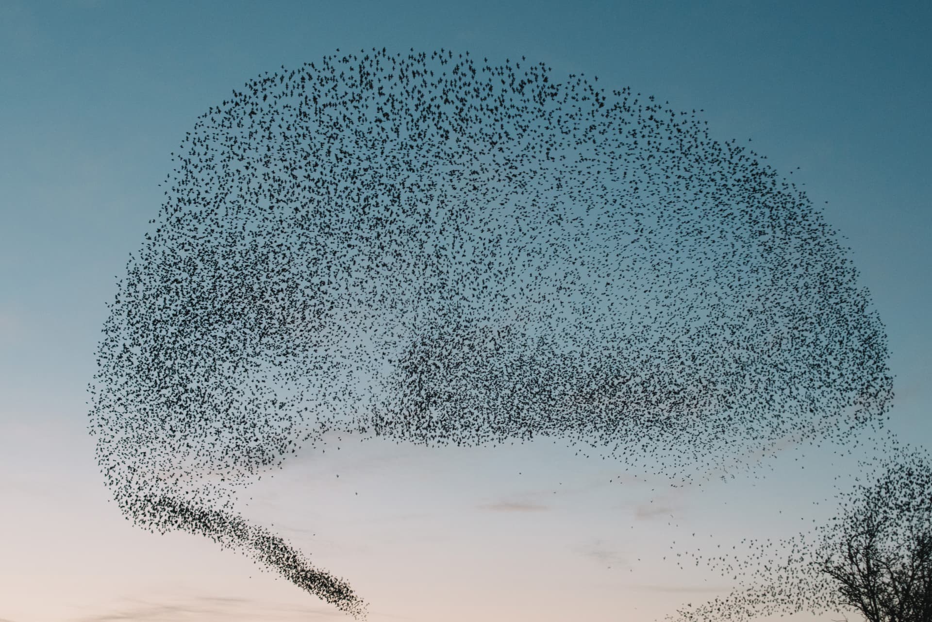 Starling murmuration in shape of a speech bubble