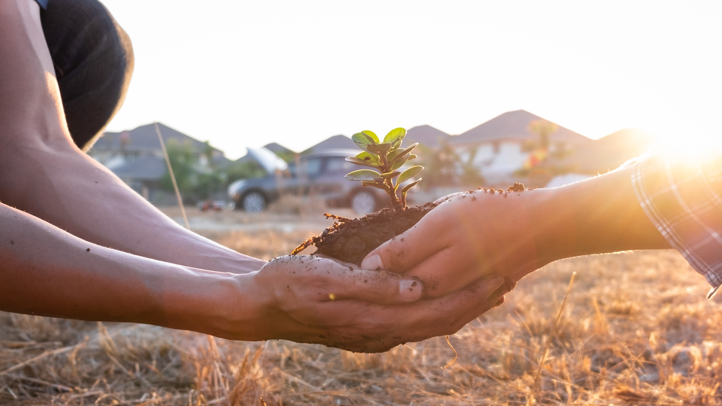 Treedom - Two pairs of hands hold a seedling that is sprouting from a small pile of dirt.